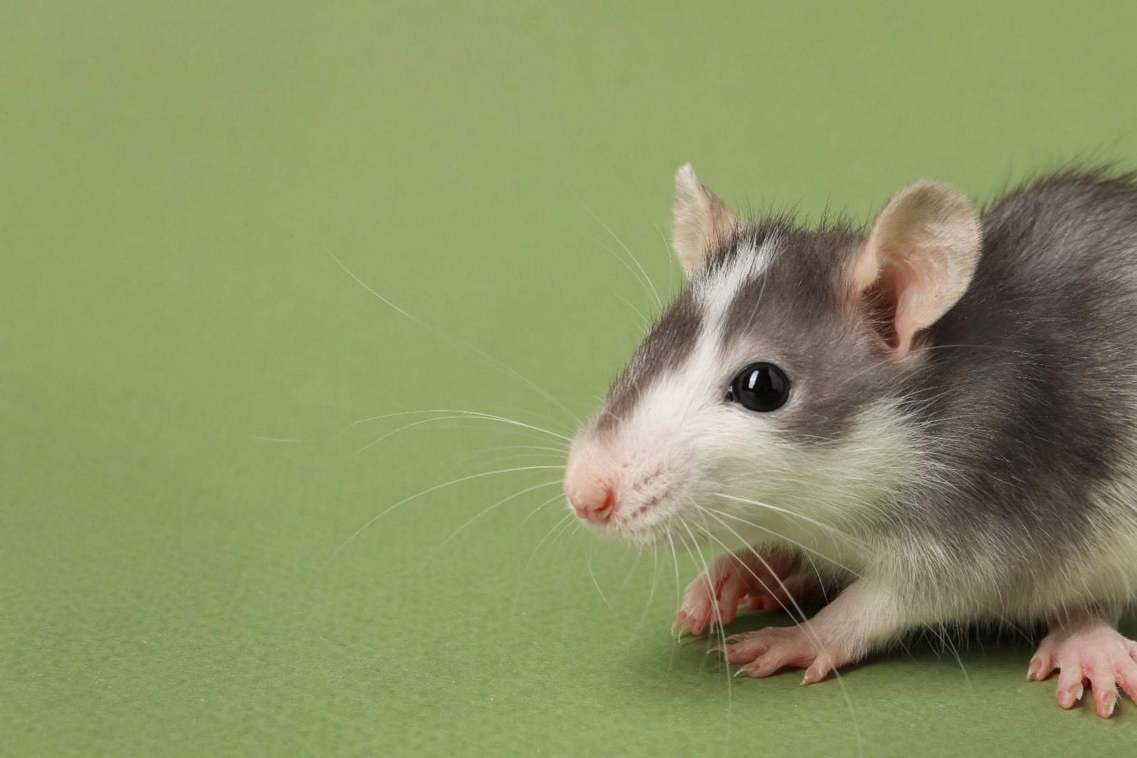 image of pest control procedures