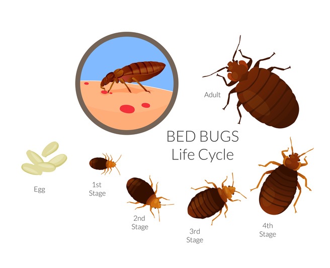 Dallas-Fort Worth Texas Area Bed Bug Treatment | Texas Bed Bug Experts