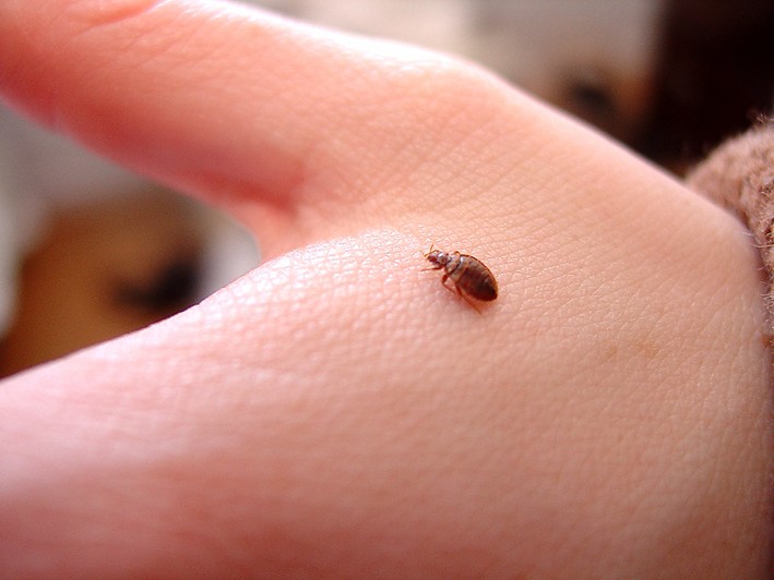 image of pest control procedures