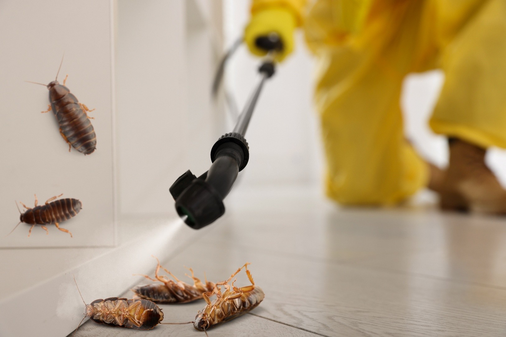 image of pest control procedures