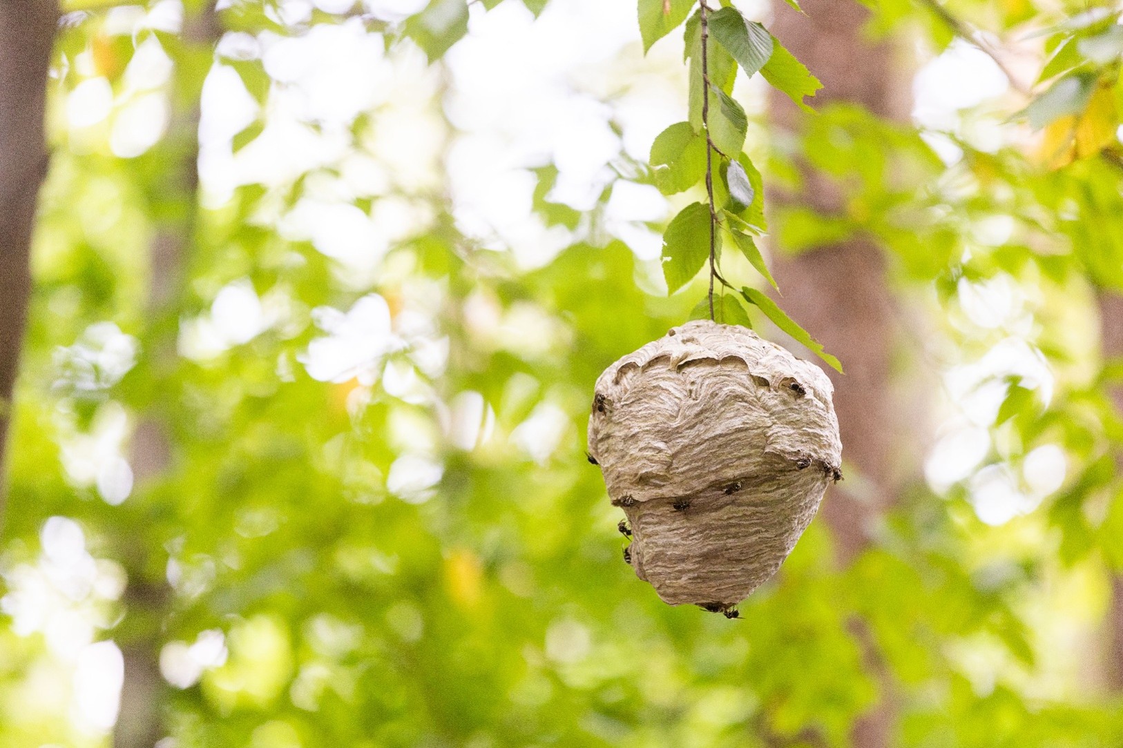 image of pest control procedures