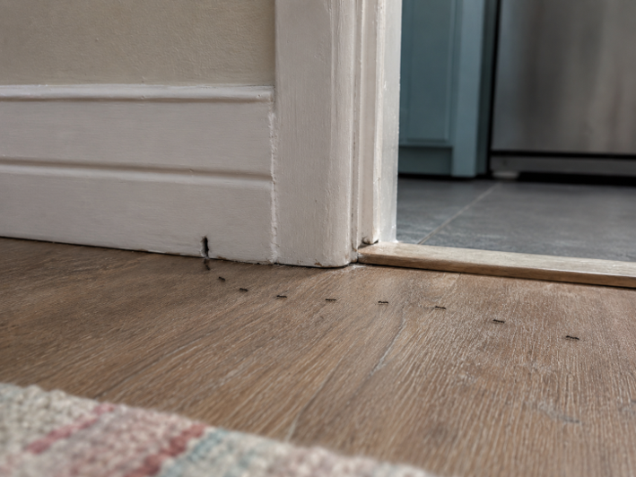 image of pest control procedures