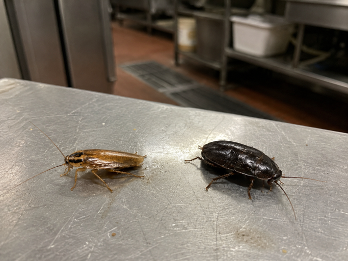 image of pest control procedures