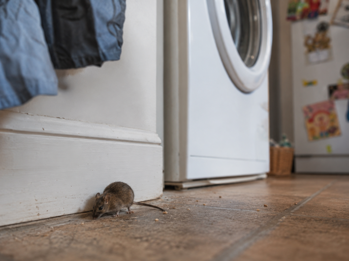 image of pest control procedures