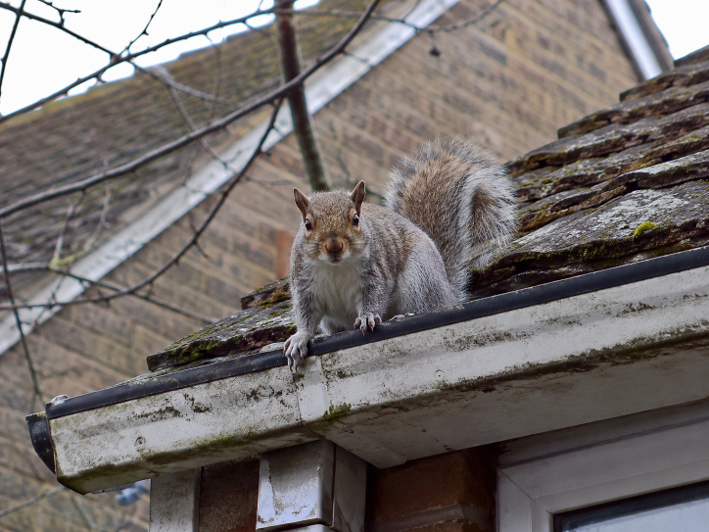 image of pest control procedures