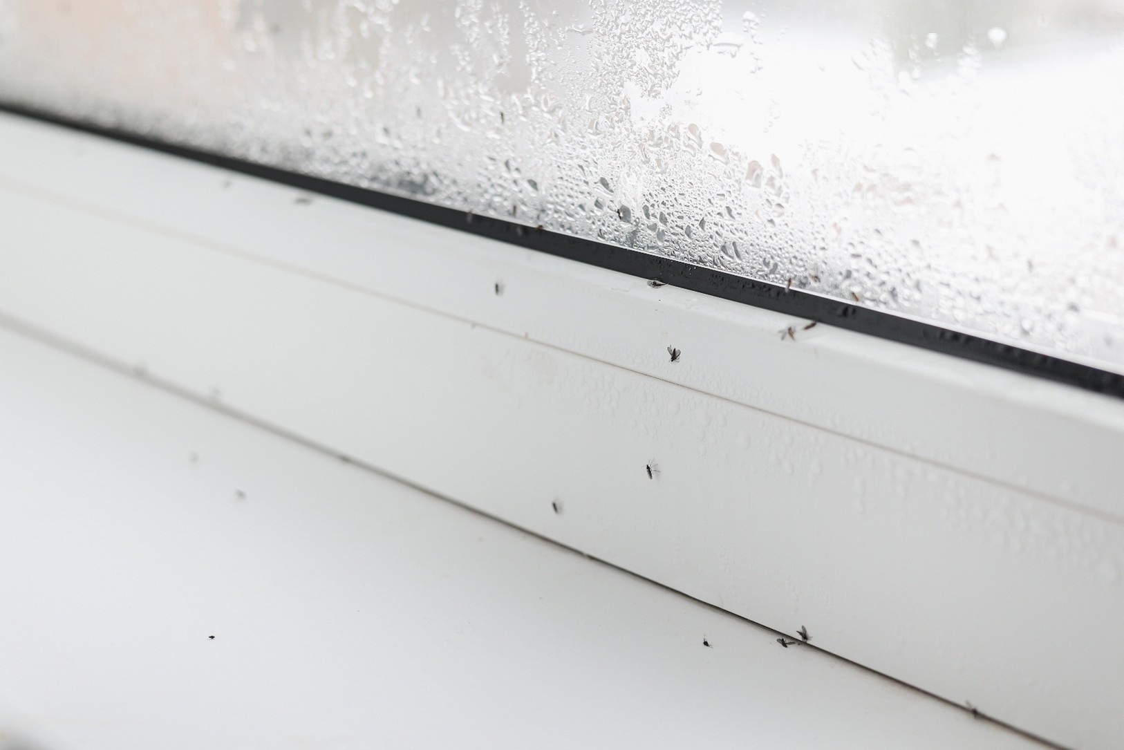 image of pest control procedures