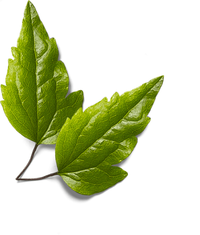 Two Leafs Green - Skincare X Webflow Template