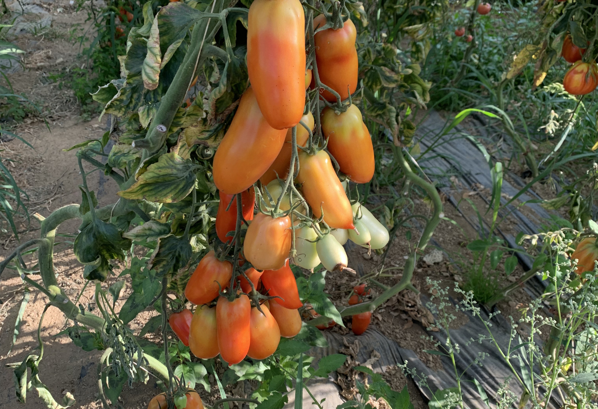 image of grocery shopping cart (for a grocery store)
