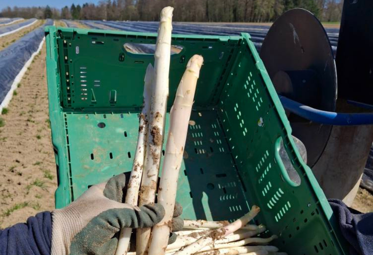 farmland with sunrise