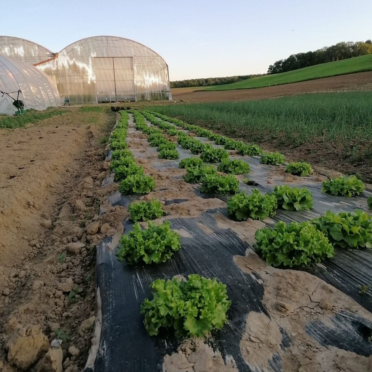 [background image] image of downtown area with transit signage for a public transportation company