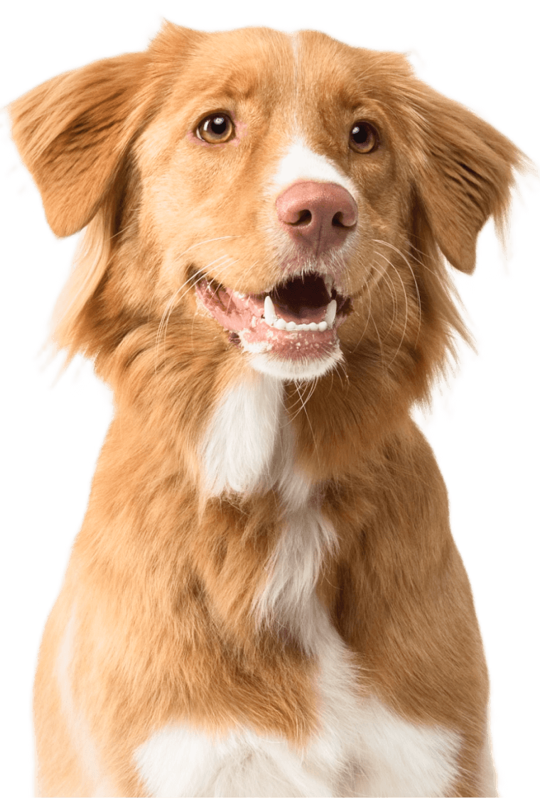 Schedule Your Appointment Today Image - Pet X Webflow Template