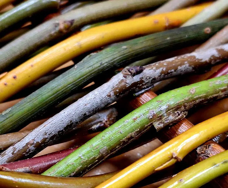 Détails vannerie sauvage