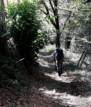 Entrainement à la marche en forêt
