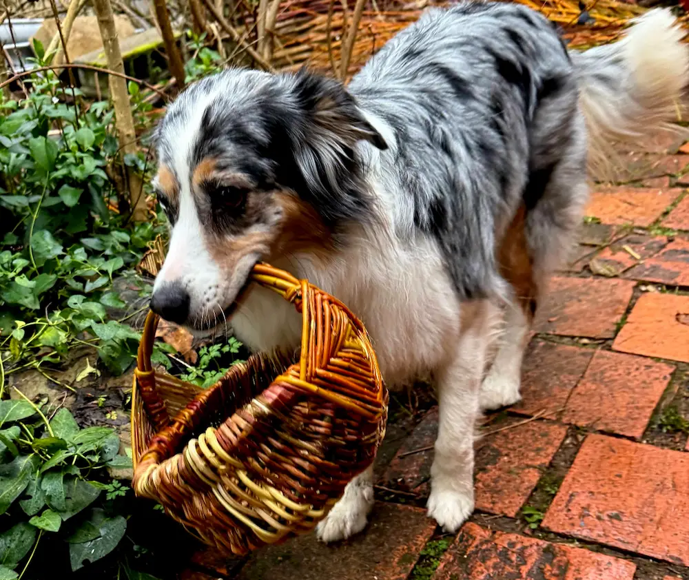 Un chien qui tient un panier réalisé lors d'un stage vannerie