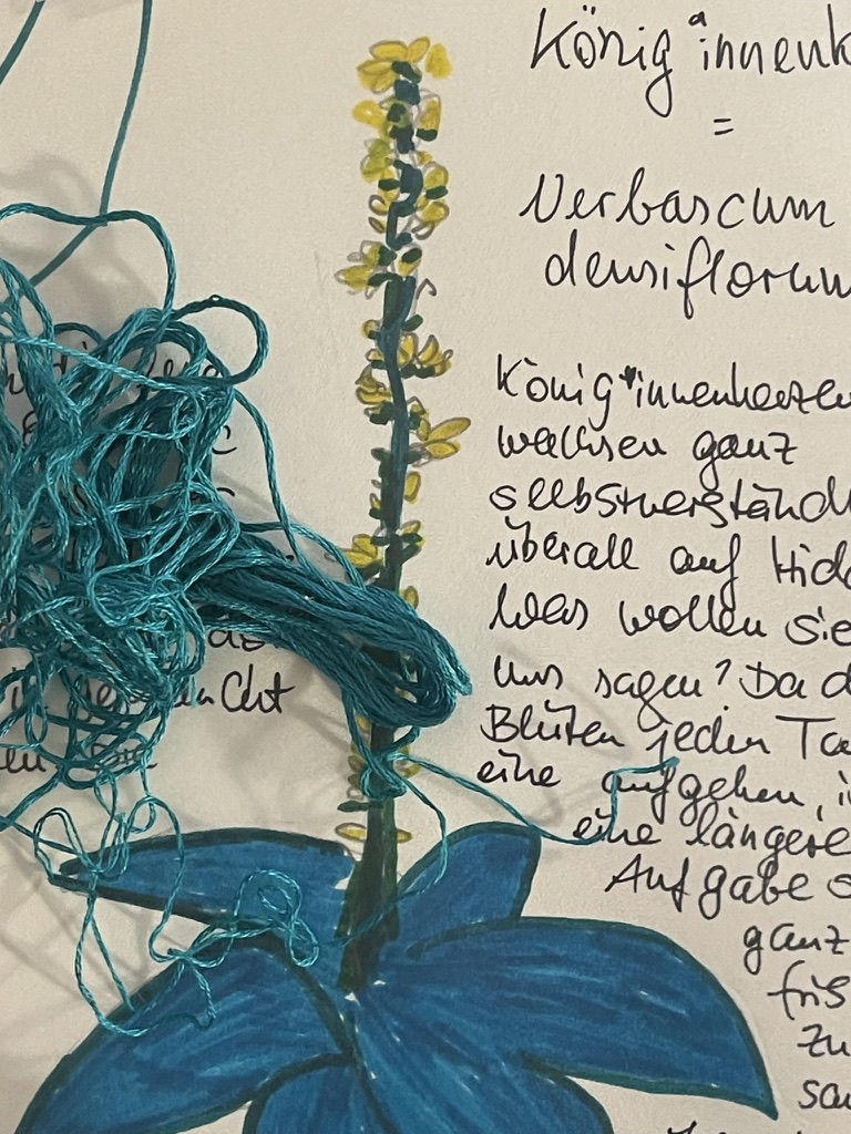 Foto der Zeichnung eines Wildkrautes. Neben der Zeichnung steht handschriftlich "König*innenkerze" geschrieben sowie Informationen dazu, wo die Pflanze wächst.