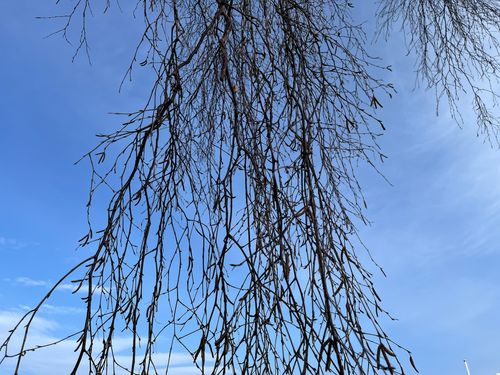 Aus der Menschenperspektive fotografierte herabhängende Birkenzweige vor einem blauen Himmel.