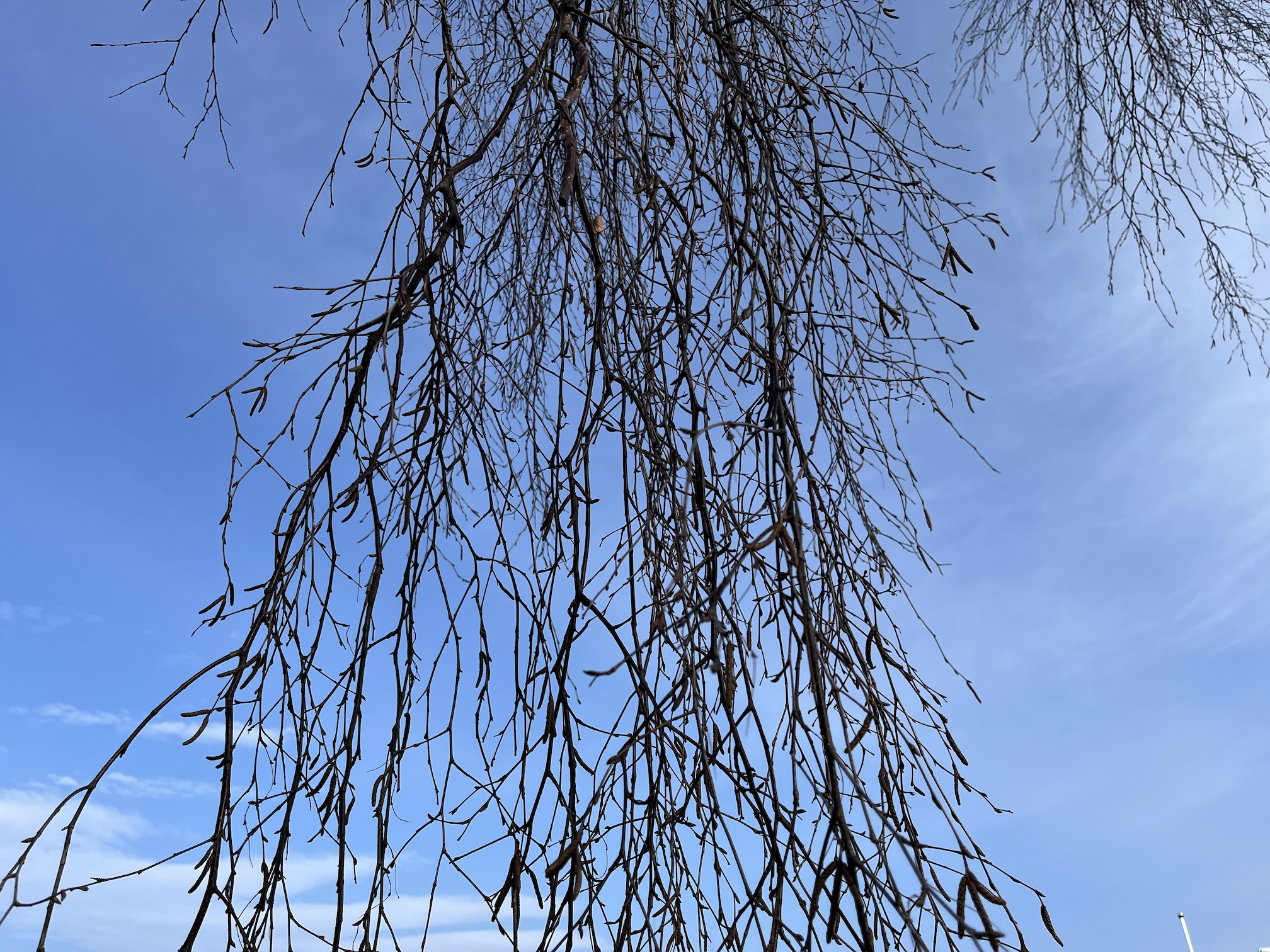 Aus der Menschenperspektive fotografierte herabhängende Birkenzweige vor einem blauen Himmel.