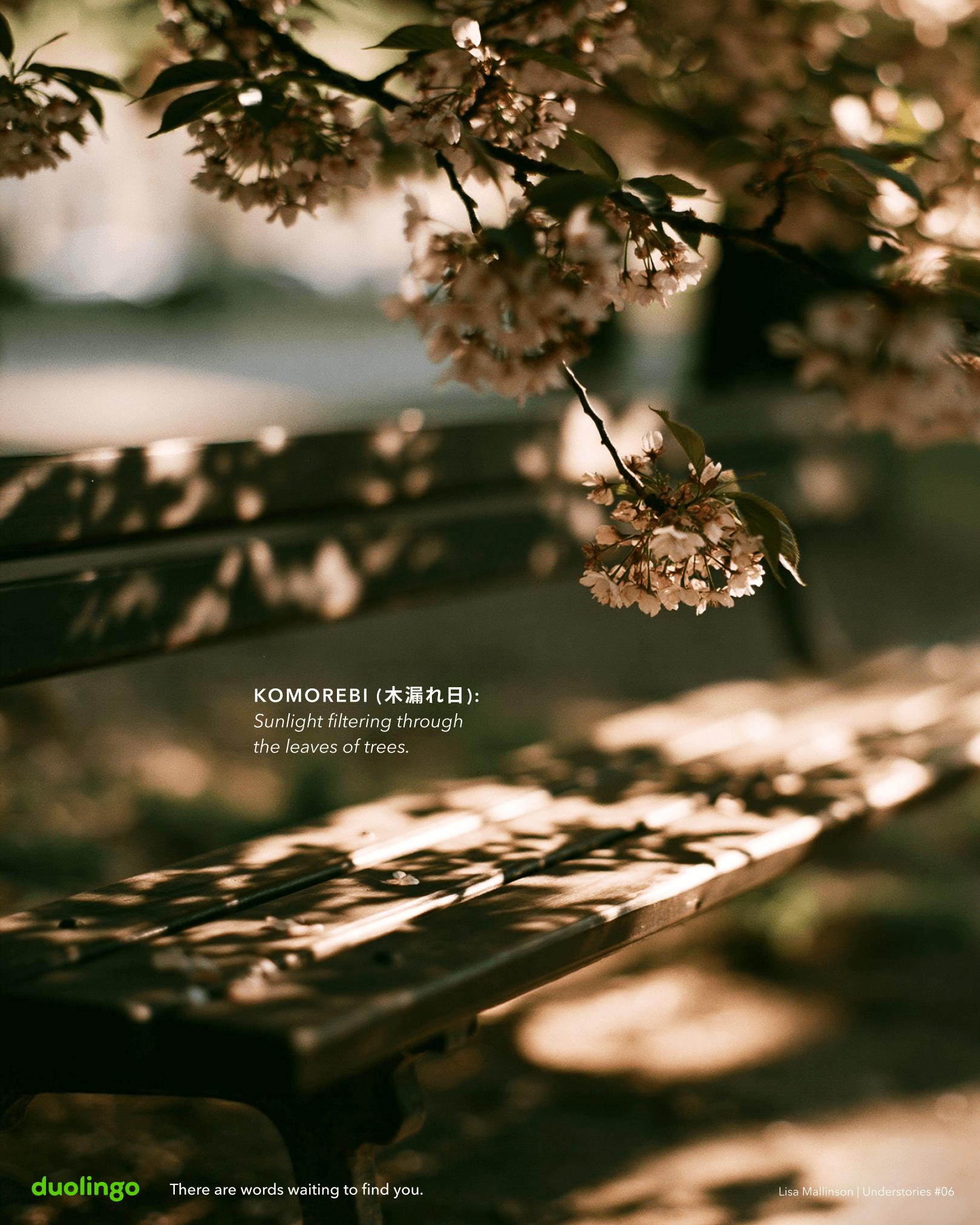 Duolingo concept poster showing sunlight filtering through flowering tree branches onto an empty park bench. Text defines the Japanese word “Komorebi (木漏れ日)” as “sunlight filtering through the leaves of trees,” alongside the line: “There are words waiting to find you.”
