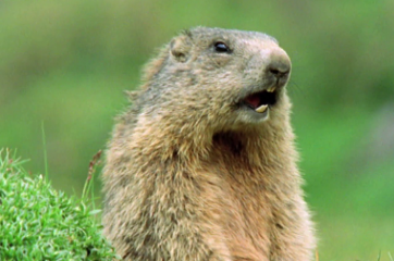 © Davis Schulz - Alan, Alan
