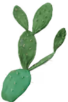 Green cactus with flat, paddle-shaped pads and small white spines on a white background.