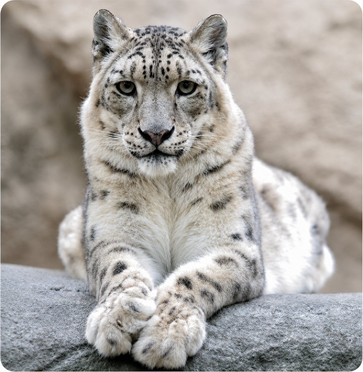 Snow leopard lying on a stone ledge looking directly at the camera.
