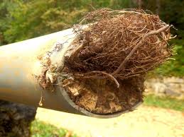 Canalisation bouchée par des racines d'arbres : détection, curage et prévention (Var)