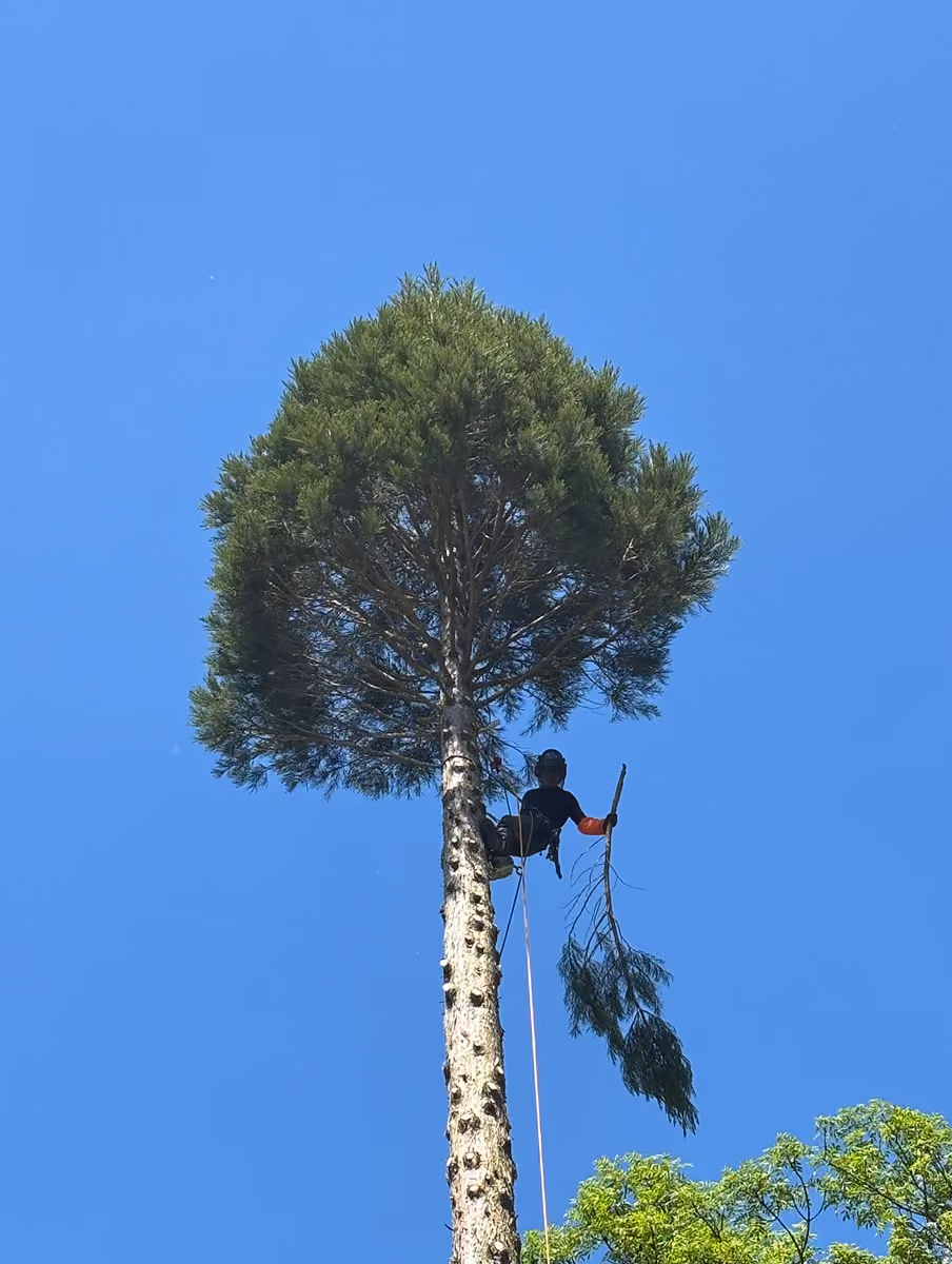 Un élagueur élague un arbre haut avec un ciel bleu clair en arrière-plan.