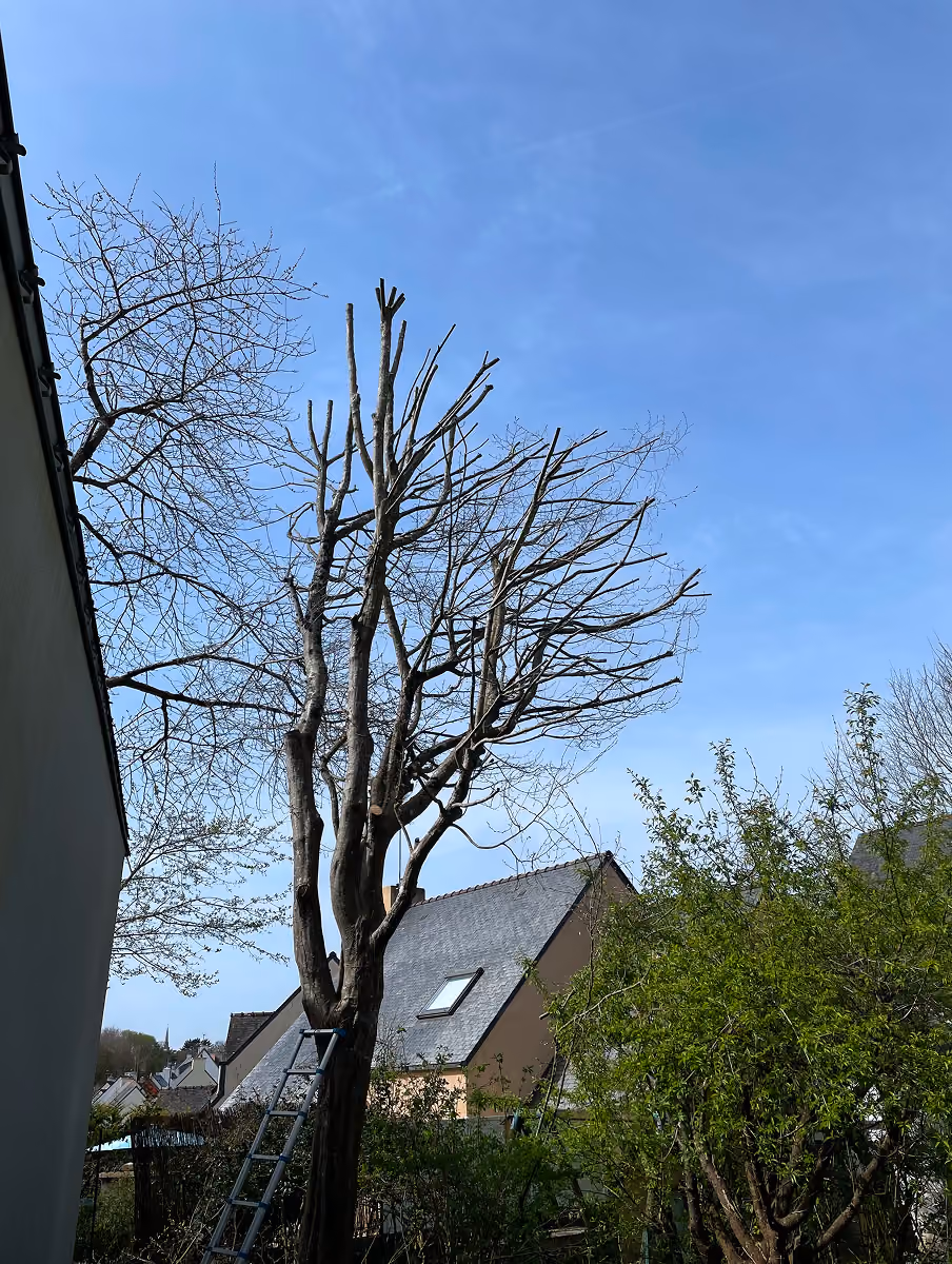 Arbre taillé sans feuilles avec une échelle appuyée devant et maisons au fond sous un ciel bleu.