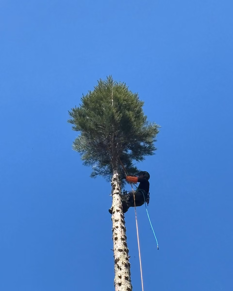 Un élagueur équipé d'une corde grimpe un grand pin sous un ciel bleu clair.