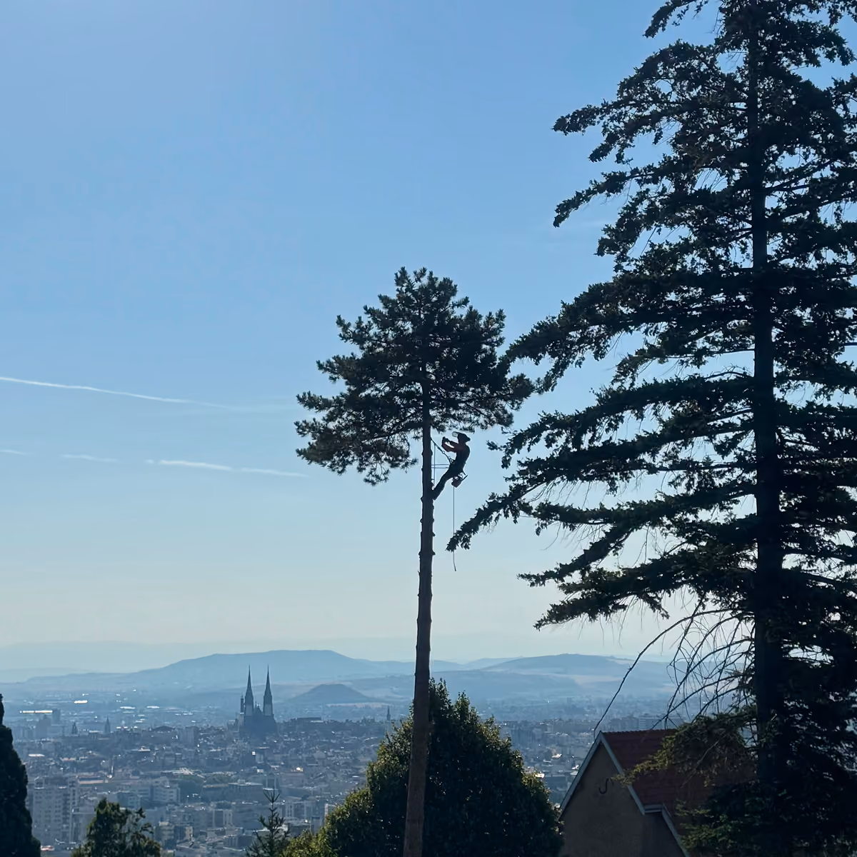 Un élagueur travaille haut dans un pin avec une ville et des montagnes en arrière-plan.
