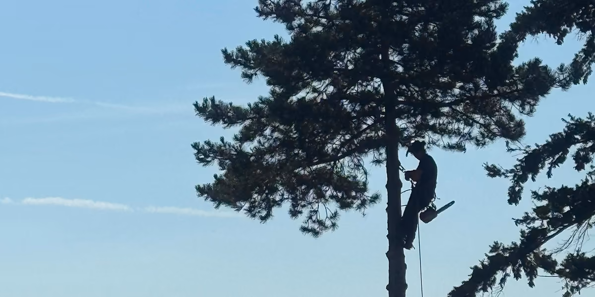 Silhouette d'un élagueur avec une tronçonneuse attachée grimpant à un arbre haut par une corde.