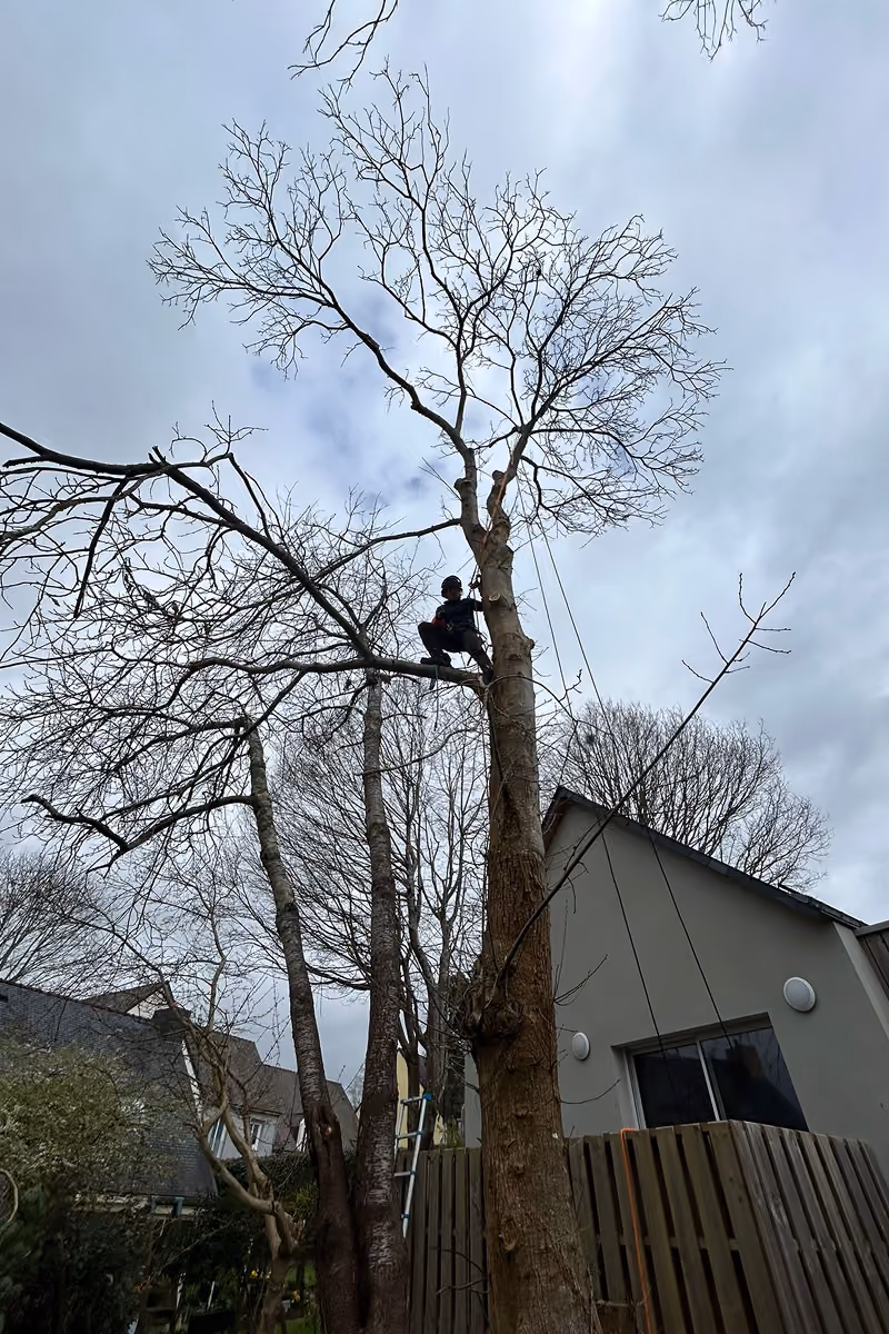 Élagueur grimpant un arbre sans feuilles près d'une maison par temps nuageux.
