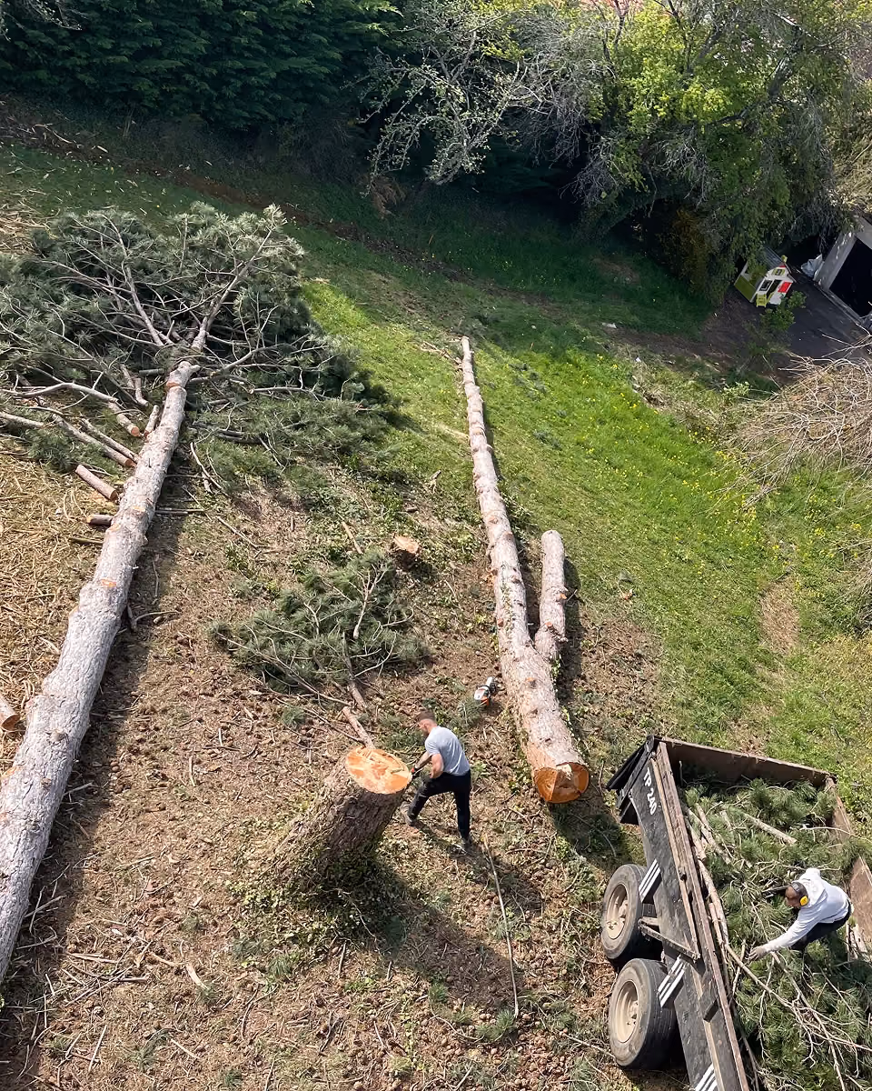 Deux hommes coupent et chargent un arbre abattu près d'une remorque pleine de branches.