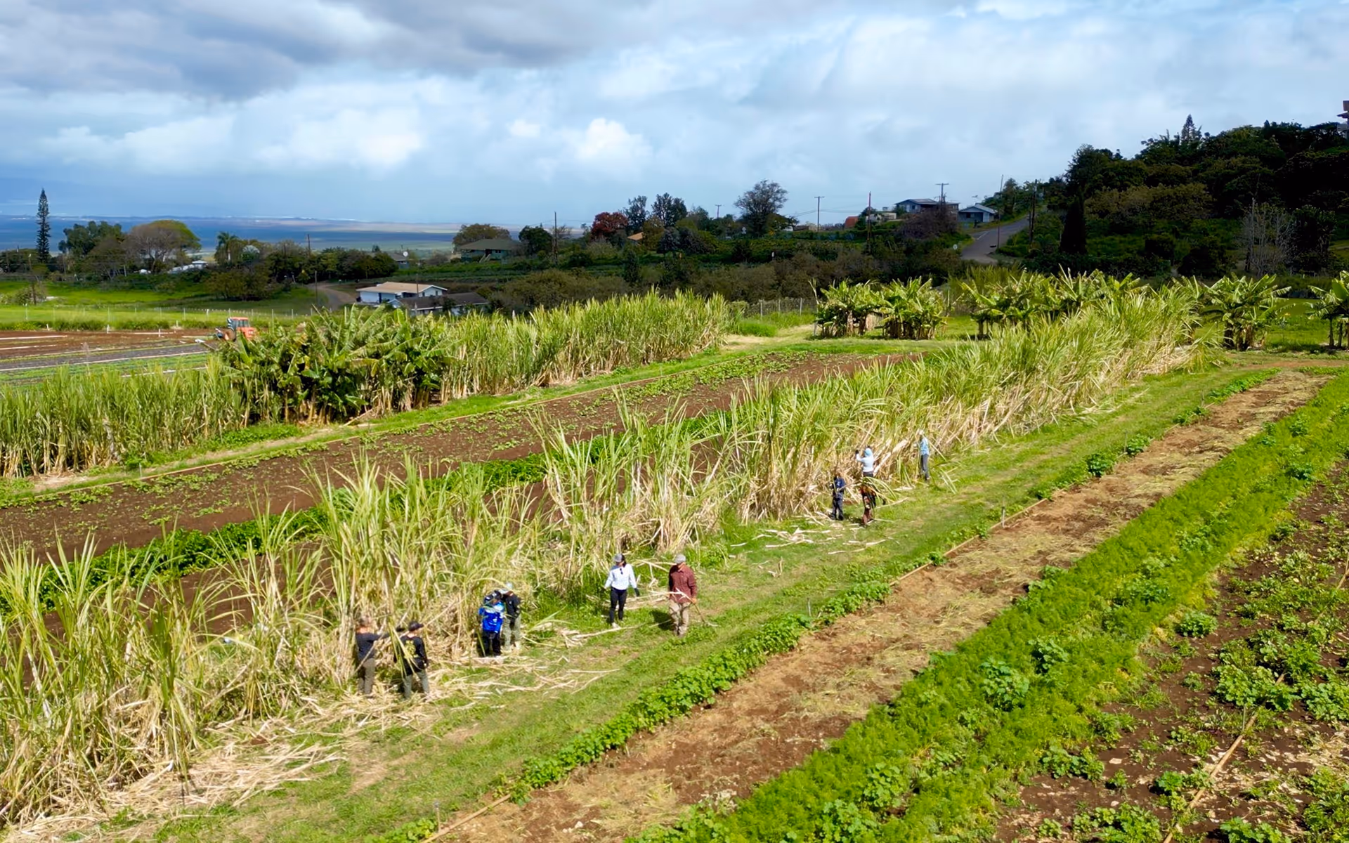 Farmers working in rows of sugarcane fields under a partly cloudy sky.