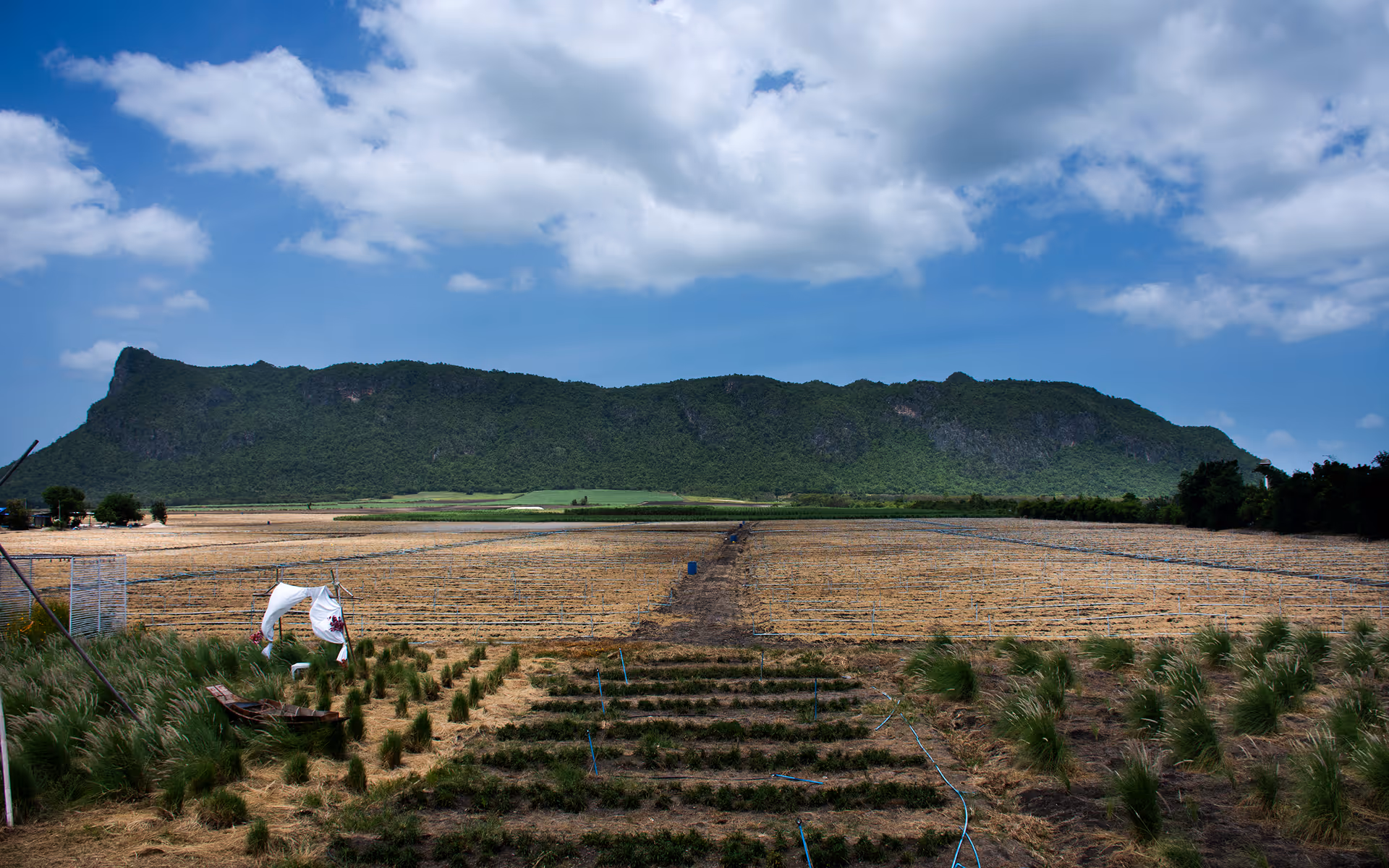 Farmland with planted rows and grass clusters under a partly cloudy sky, backed by a forested mountain range.