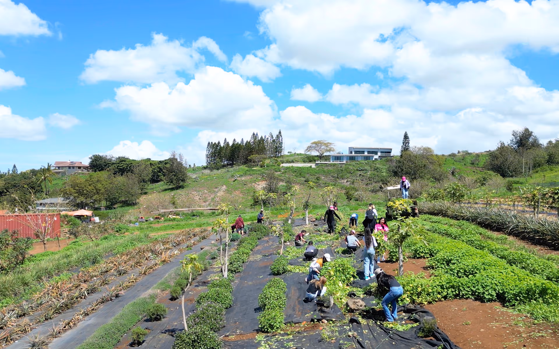 Group of people working and tending plants in rows on a sunny agricultural field with blue sky and scattered clouds.