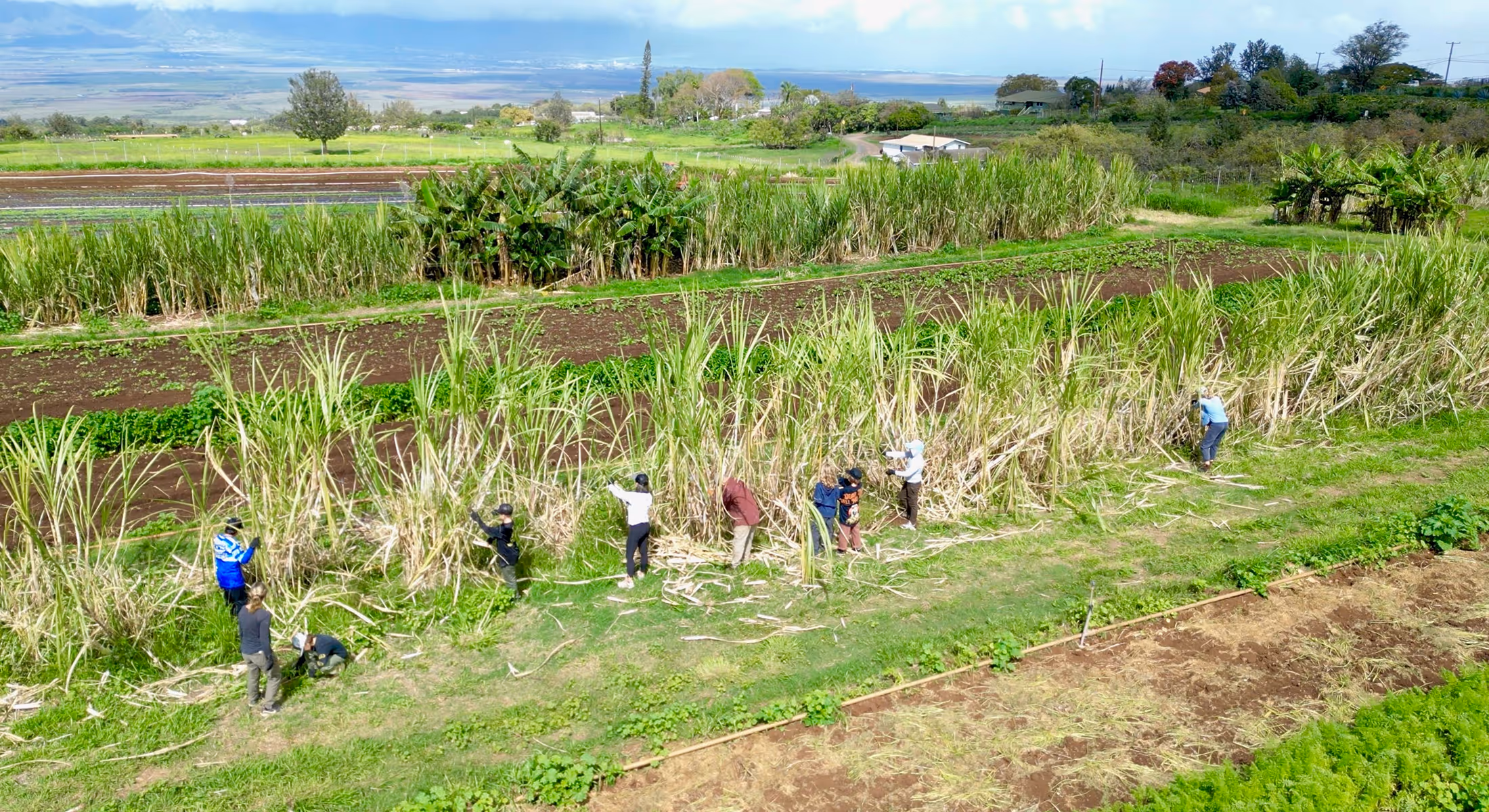 Group of people harvesting tall sugarcane plants in a green agricultural field under a partly cloudy sky.