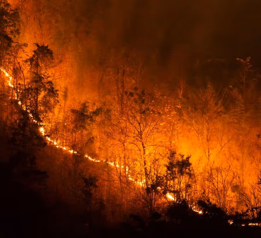 Wildfire burning through a forested hillside at night with flames lighting up trees and smoke rising.