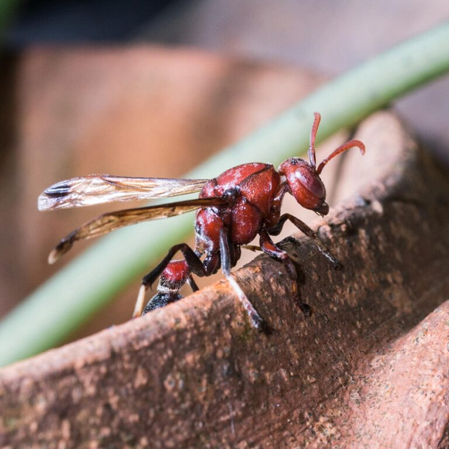 Close-up of a red and black winged insect perched on the edge of a brown surface.