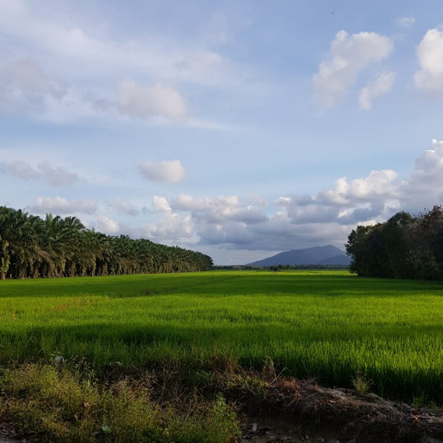 Lush green rice field with palm trees on the left, bushes on the right, and a mountain under a cloudy sky in the distance.