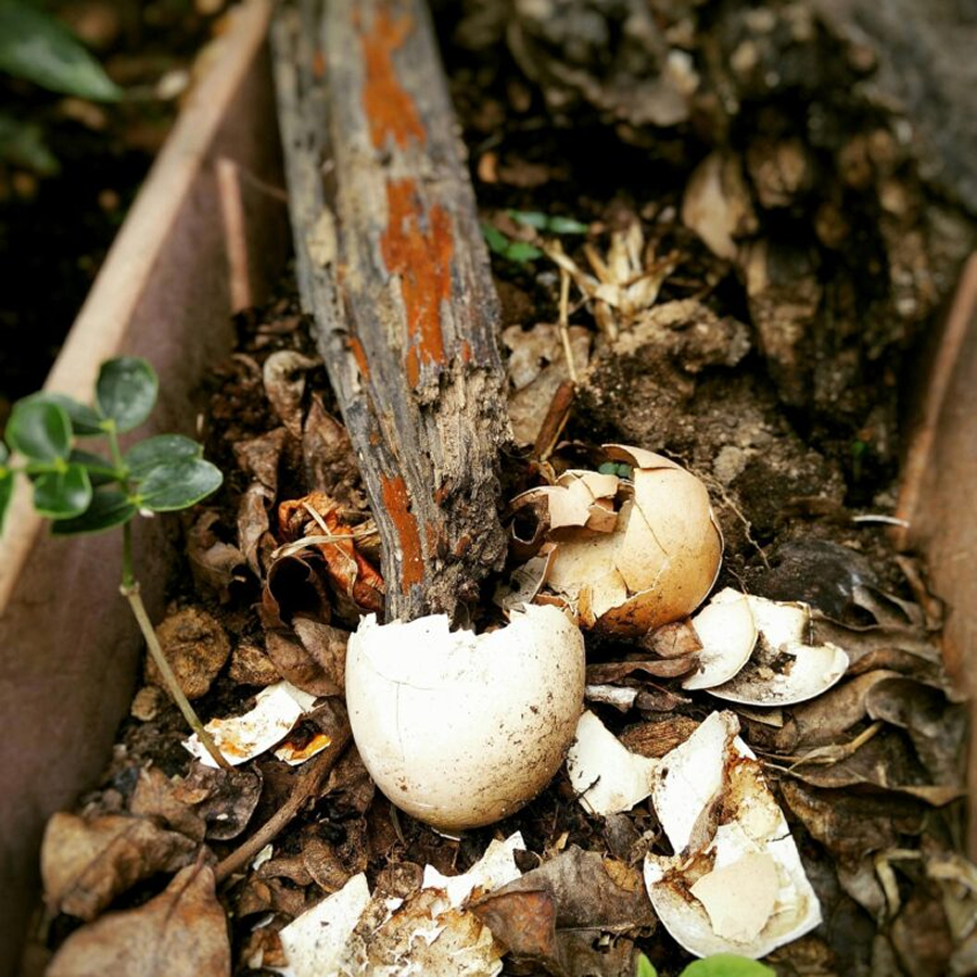 Close-up of a compost pile with cracked eggshells, dried leaves, and a piece of rotting wood.