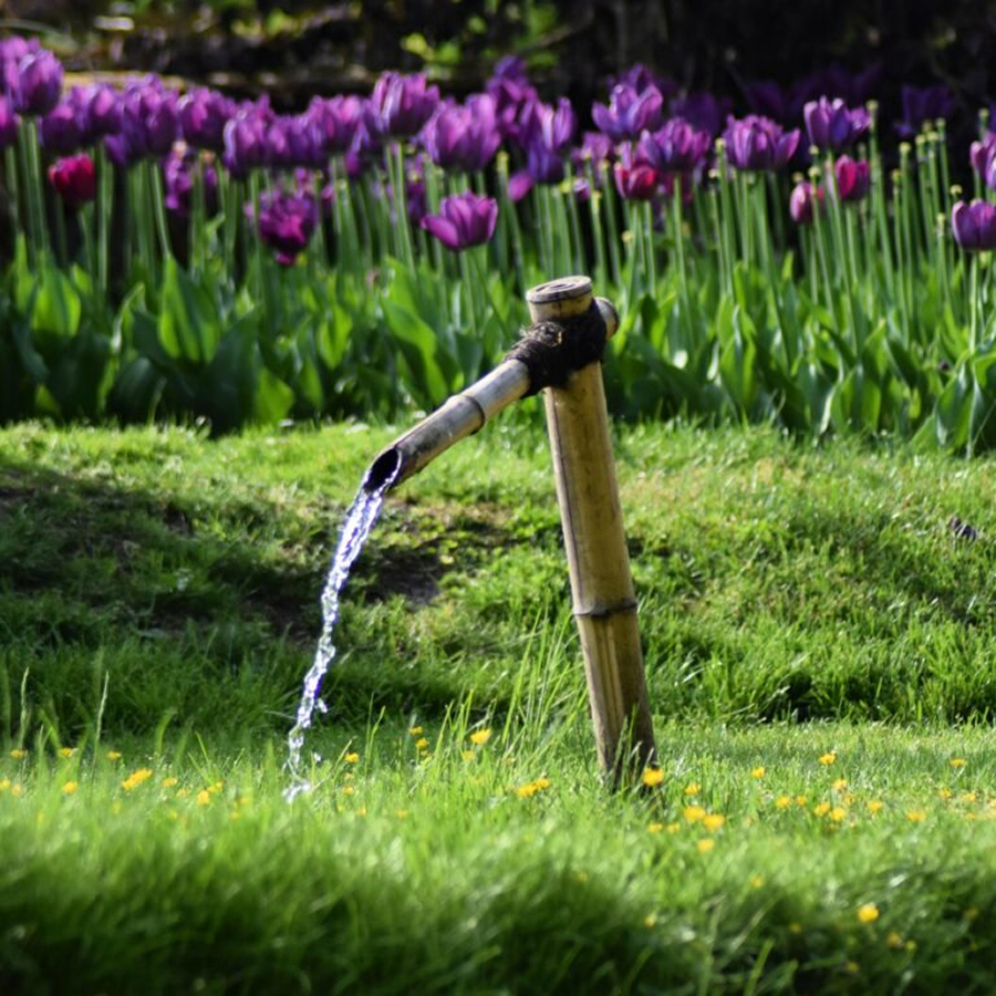 Bamboo water spout flowing water onto grass with purple tulips in the background.