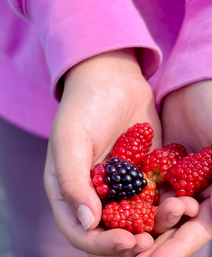 Hands holding a mix of fresh red and one dark blackberry against a background of purple clothing.