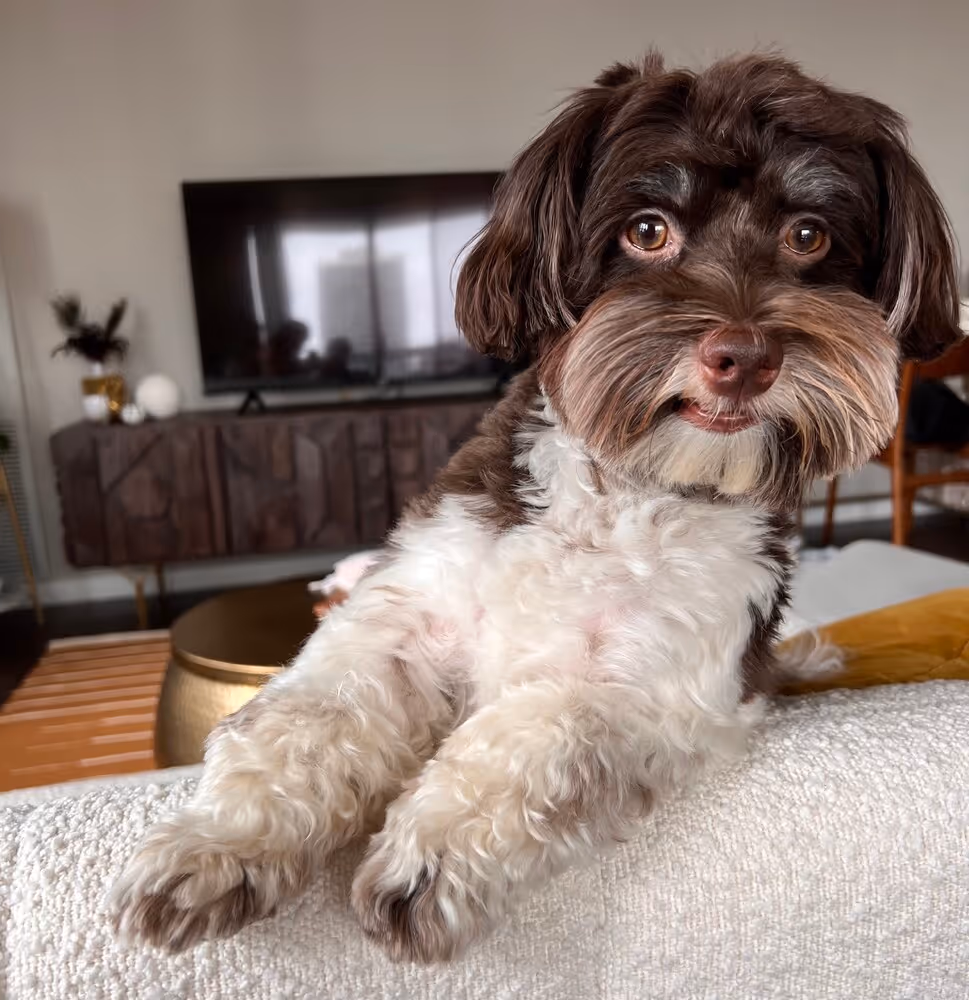 No alt text provided for this image