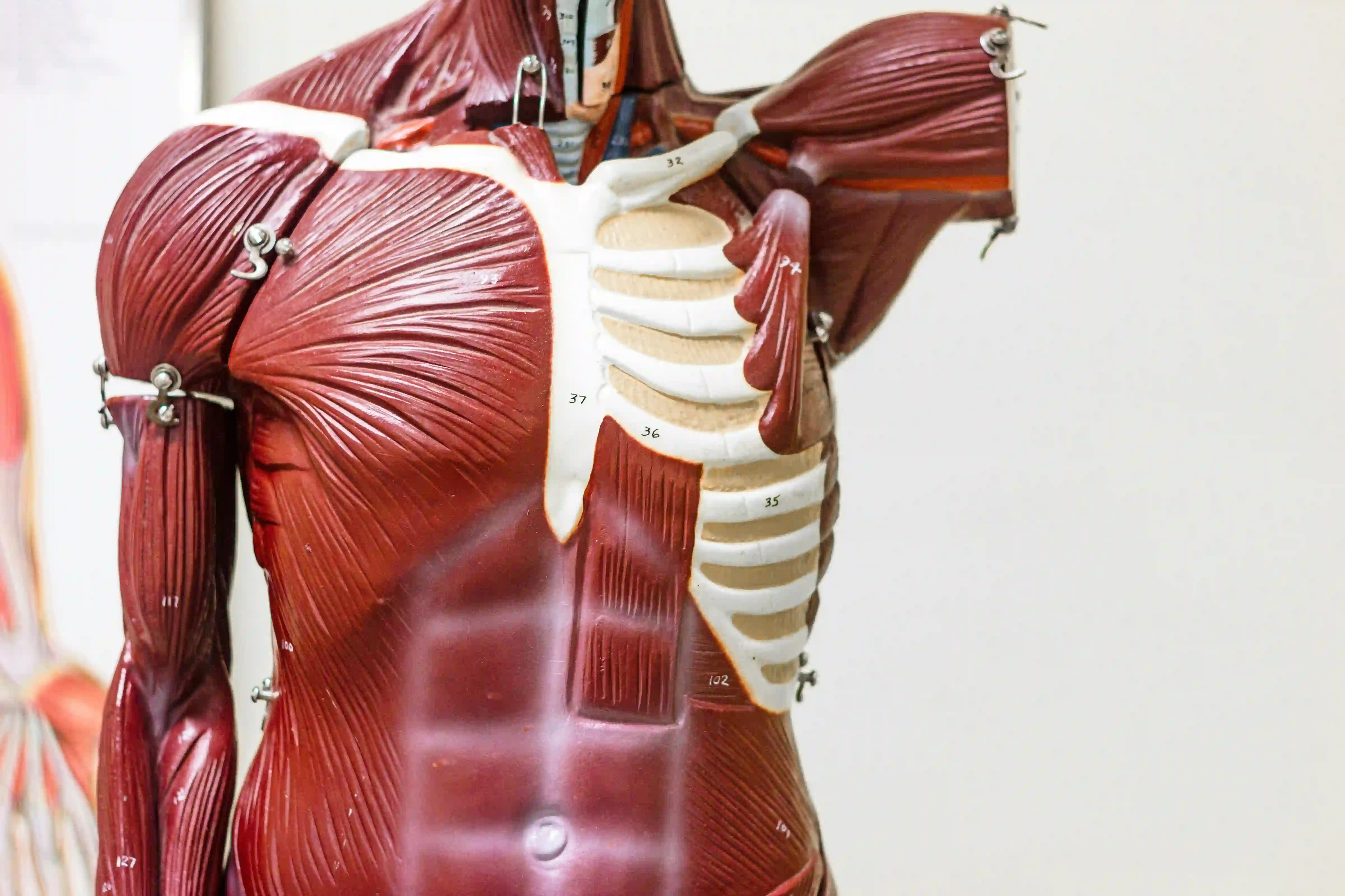 Interaktive Keynote Anatomie Basics Körperwissen für Mitarbeitende bei einem betrieblichen Gesundheitstag mit Strong Partners