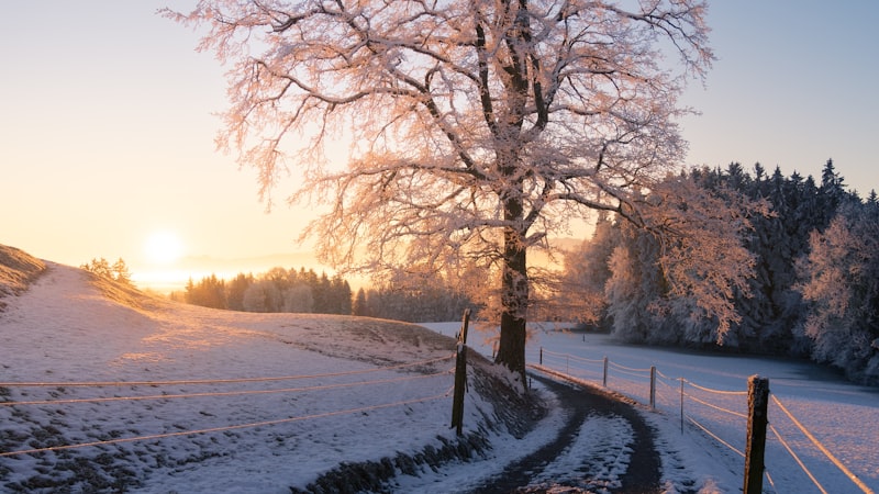 Low winter sun rising behind a frost-covered tree beside a snowy path
