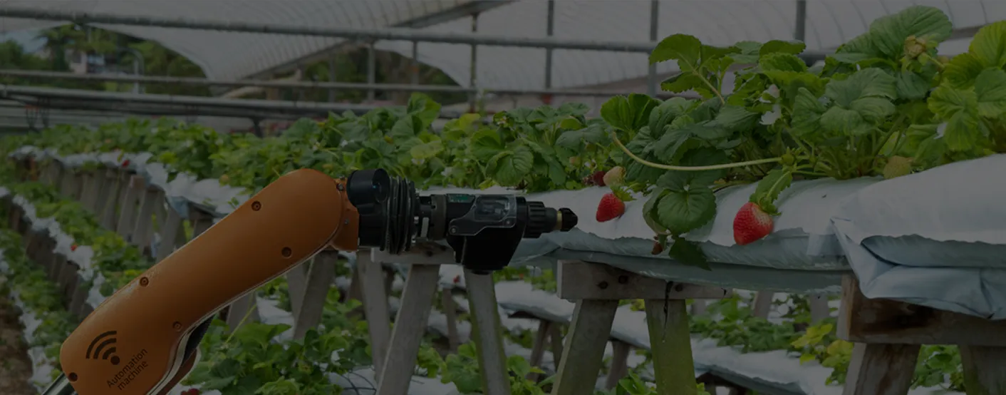 A robotic arm picking up strawberries in a greenhouse.