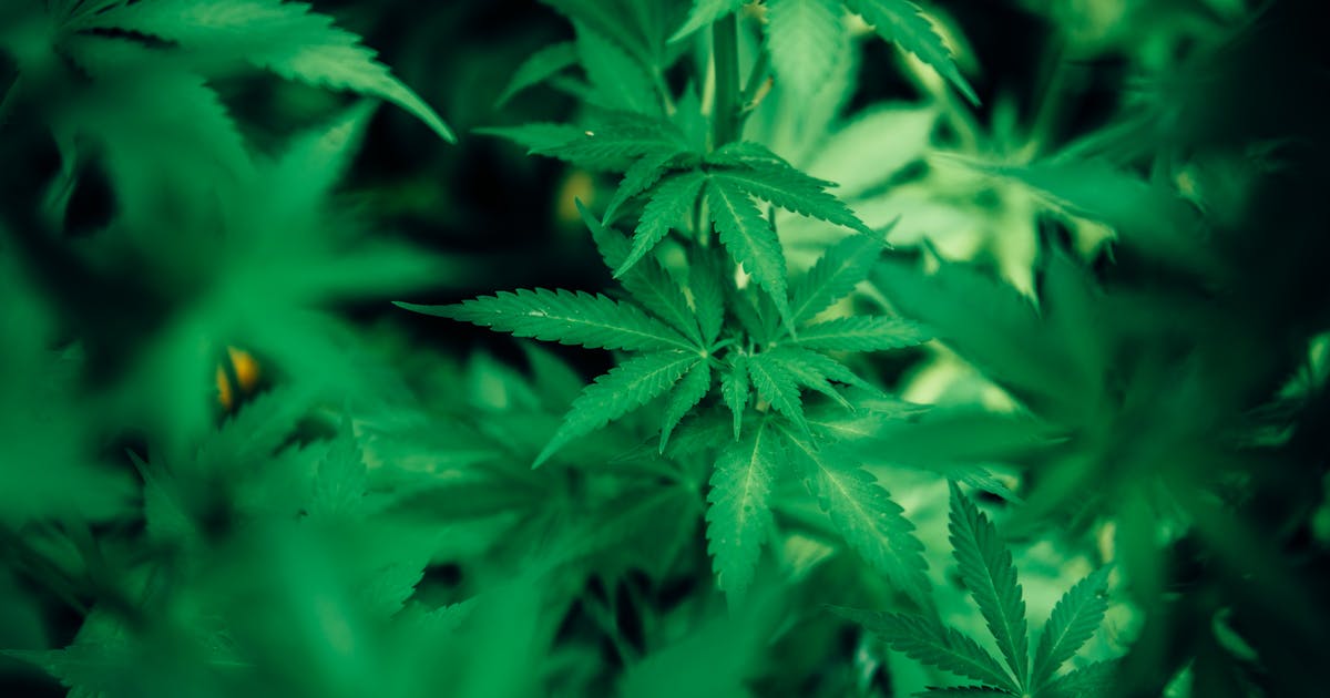 A green cannabis plant