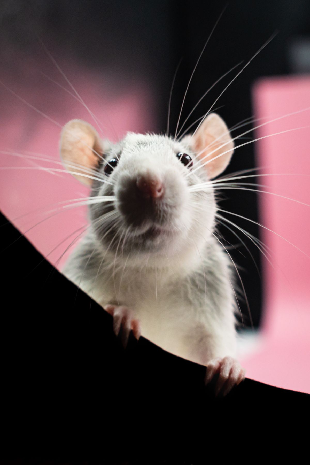 A white mouse in close-up, the animal at the center of the taurine longevity study