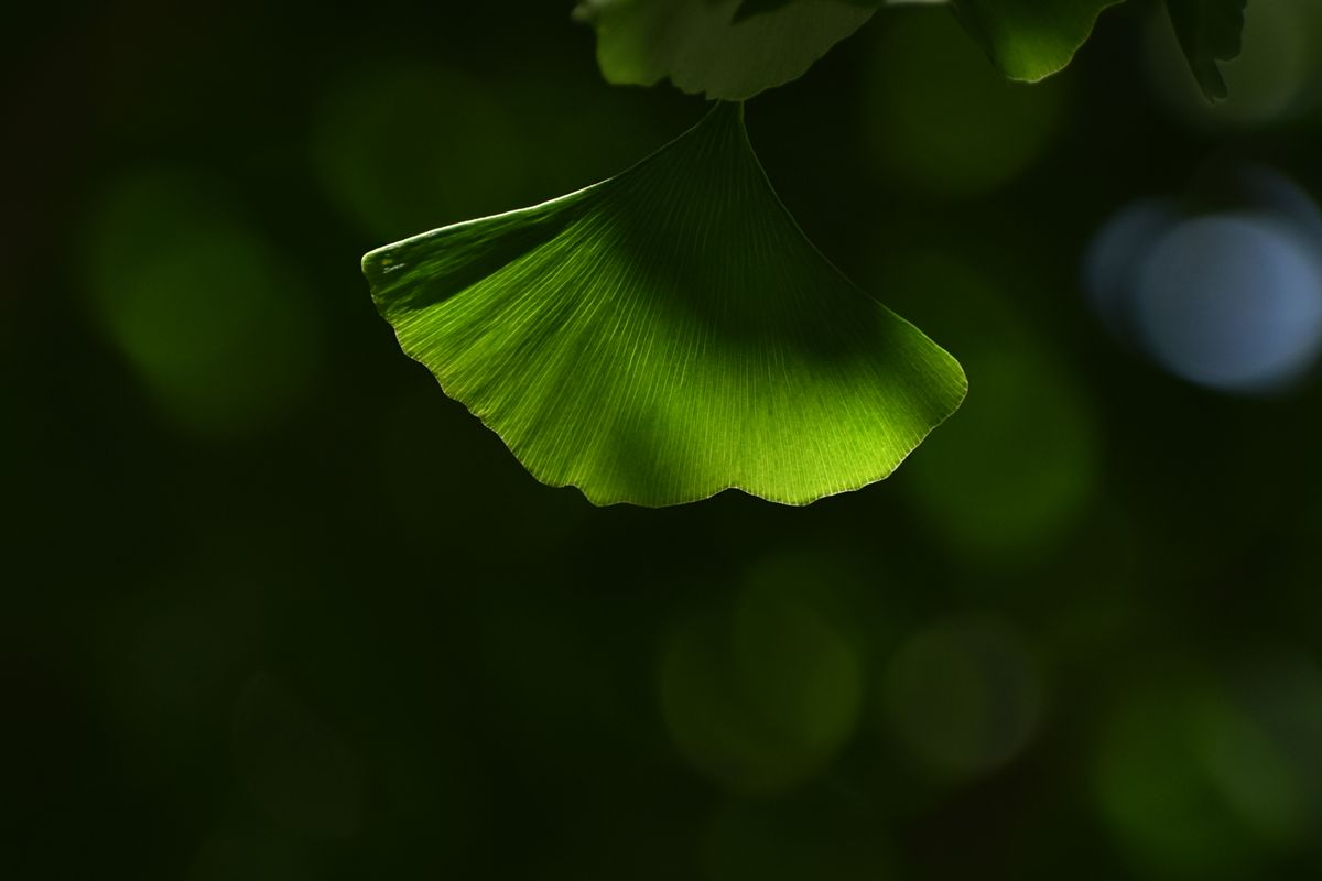 A backlit green ginkgo biloba leaf with its distinctive fan shape